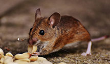 24 Hour & Emergency Exterminators in Nortonville, ND